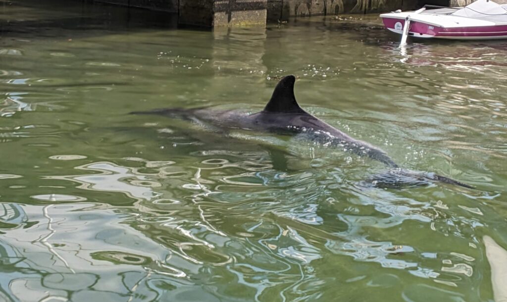 Real Club Náutico Portosín realiza una sesión divulgativa sobre delfines