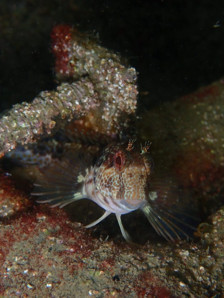 Impulsando la Biodiversidad Marina con las "Life Boosting Units" en el Puerto de Aro