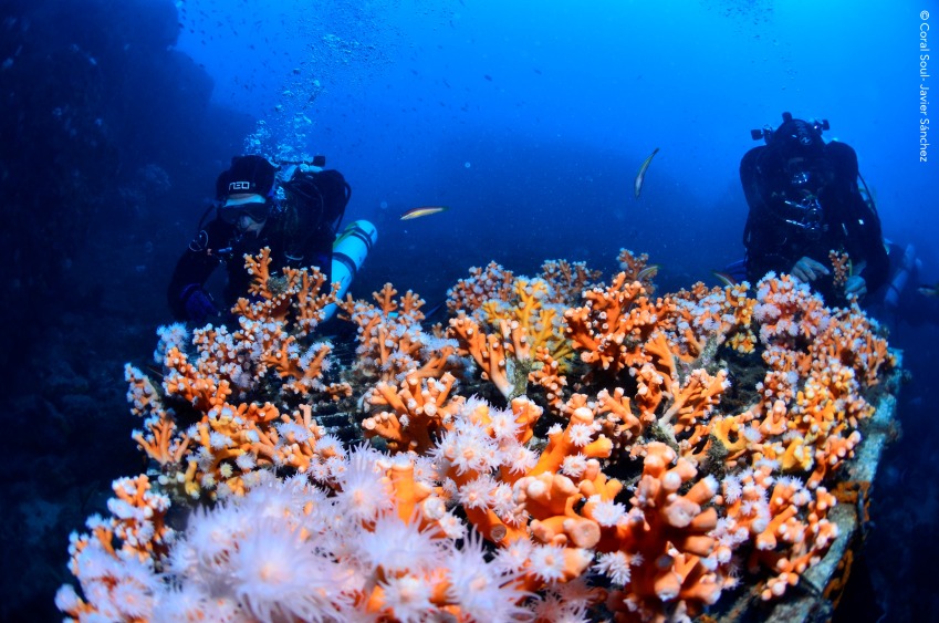 Marina del Este apoya la restauración de arrecifes de coral